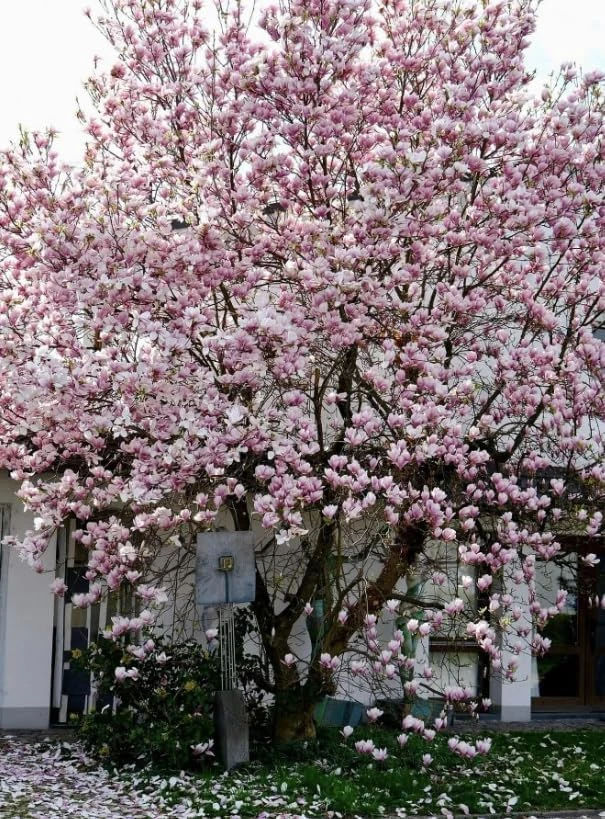 Saucer Magnolia Tree Live Plant - Pink White Flowers, 6-12" Tall, 2.5" Pot, Outdoor Shrub - Image 3