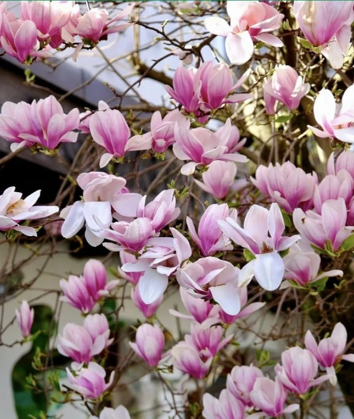 Saucer Magnolia Tree Live Plant - Pink White Flowers, 6-12" Tall, 2.5" Pot, Outdoor Shrub - Image 4