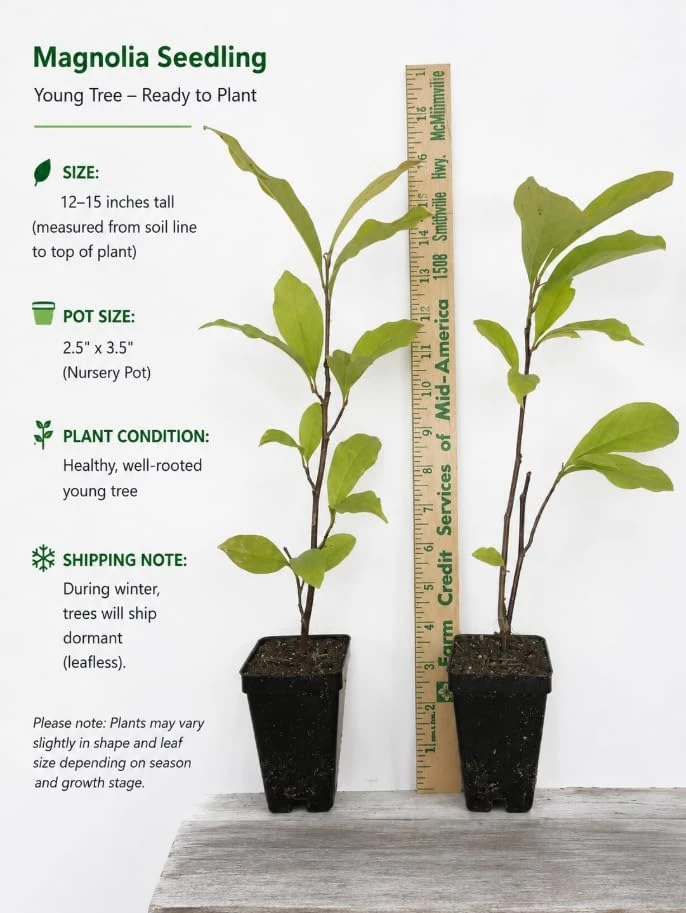 Saucer Magnolia Tree Live Plant - Pink White Flowers, 6-12" Tall, 2.5" Pot, Outdoor Shrub - Image 5