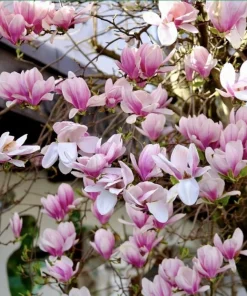 Saucer Magnolia Tree Live Plant – Pink & White Flowers – 6-12