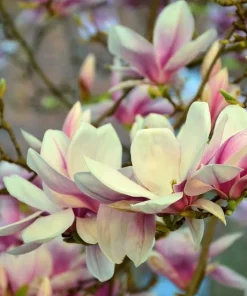 Saucer Magnolia Tree Live Plant - Pink White Flowers, 6-12