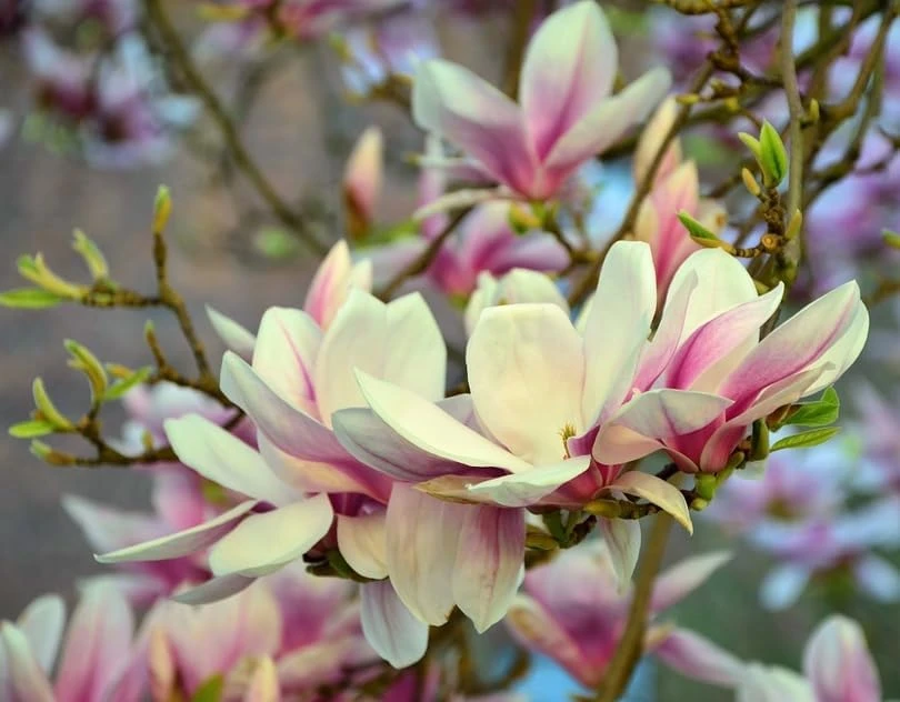 Saucer Magnolia Tree Live Plant - Pink White Flowers, 6-12" Tall, 2.5" Pot, Outdoor Shrub - Image 6