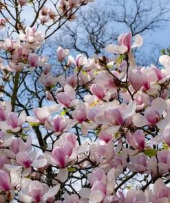 Saucer Magnolia Tree Live Plant - Pink White Flowers, 6-12