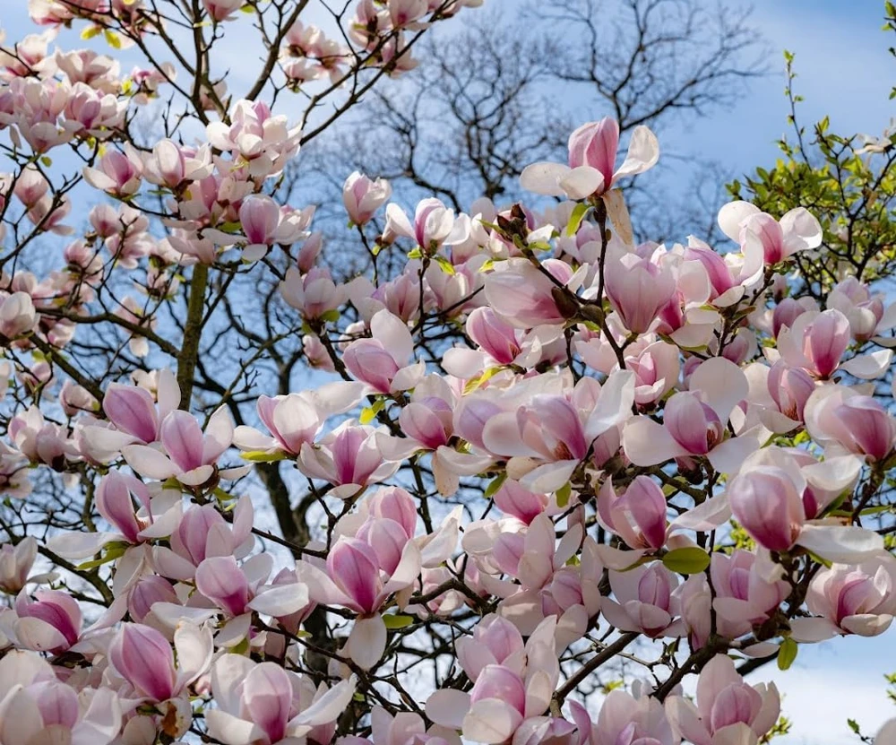 Saucer Magnolia Tree Live Plant - Pink White Flowers, 6-12" Tall, 2.5" Pot, Outdoor Shrub - Image 7