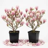 Saucer Magnolia Tree Live Plant - Pink White Flowers, 6-12" Tall, 2.5" Pot, Outdoor Shrub - Image 1