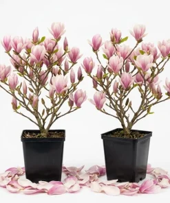 Saucer Magnolia Tree Live Plant - Pink White Flowers, 6-12" Tall, 2.5" Pot, Outdoor Shrub - Image 1
