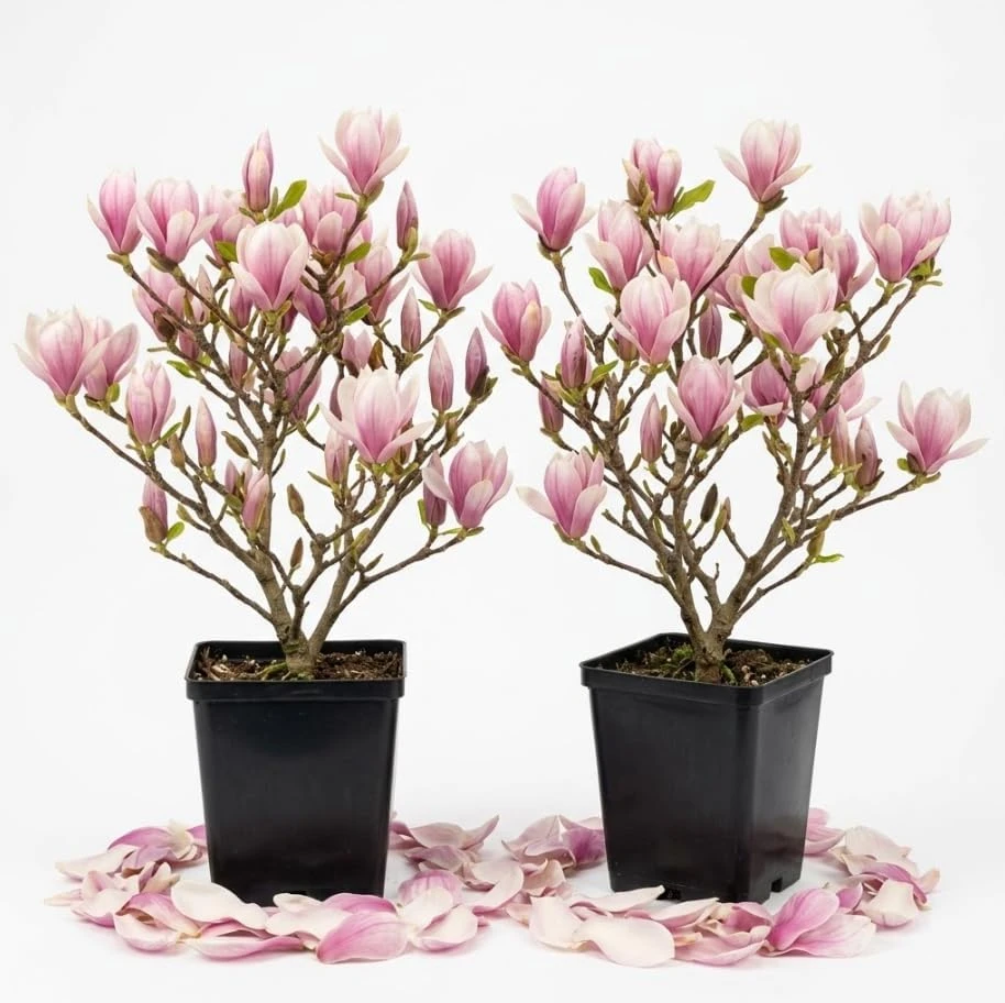 Saucer Magnolia Tree Live Plant - Pink White Flowers, 6-12" Tall, 2.5" Pot, Outdoor Shrub - Image 1