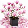 Saucer Magnolia Tree Live Plant – Pink & White Flowers – 6-12" Tall – 2.5" Pot – Outdoor Shrub - Image 1