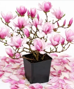 Saucer Magnolia Tree Live Plant – Pink & White Flowers – 6-12" Tall – 2.5" Pot – Outdoor Shrub - Image 1