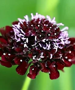 Scabiosa Black Knight Seeds - 50 Count - Deep Purple-Black Blooms - Image 2