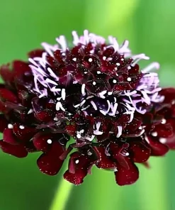 Scabiosa Black Knight Seeds – 50 Count – Deep Purple-Black Blooms – Attracts Pollinators - Image 2
