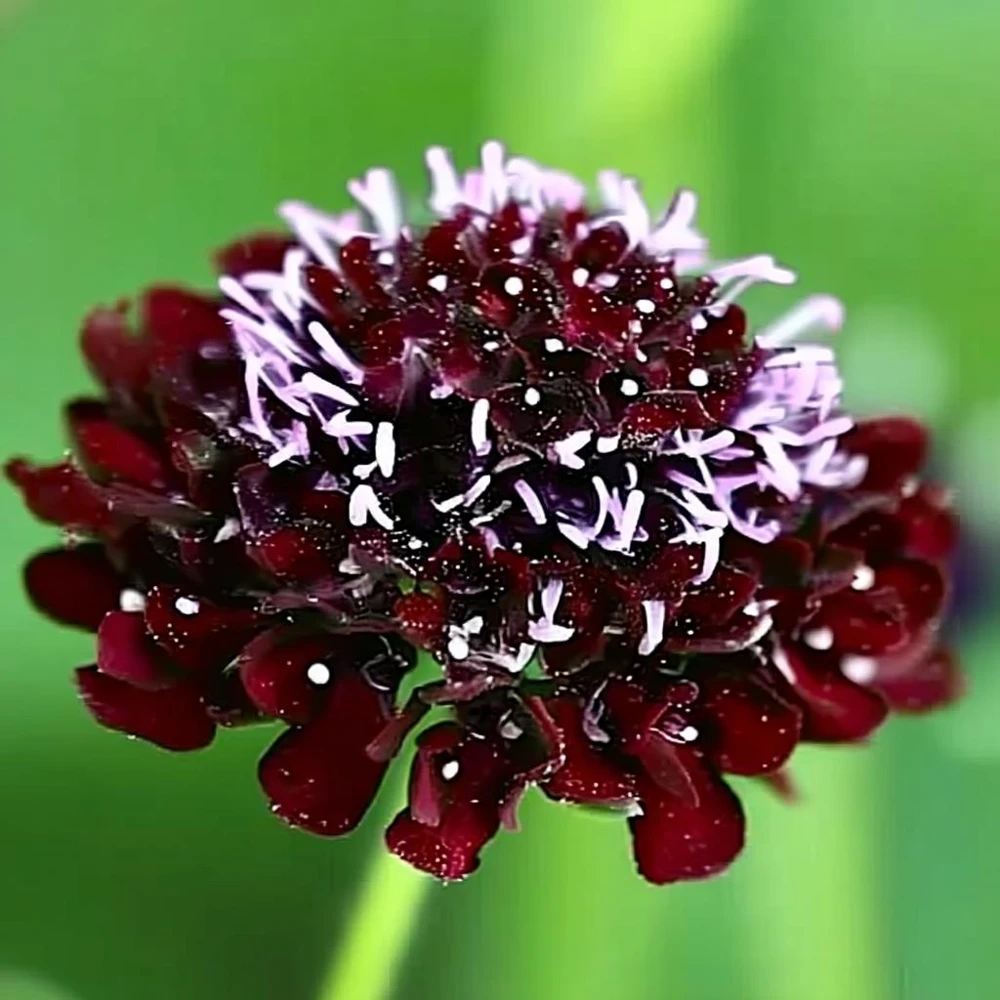 Scabiosa Black Knight Seeds – 50 Count – Deep Purple-Black Blooms – Attracts Pollinators - Image 2