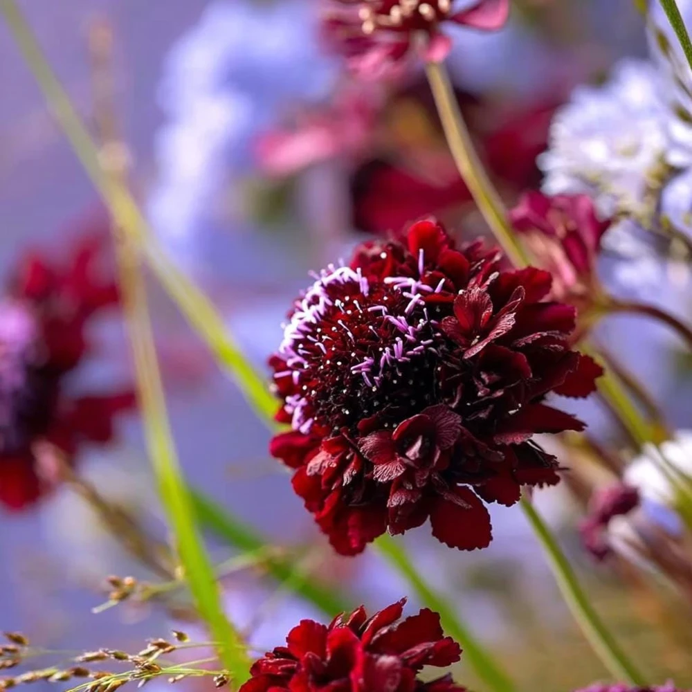 Scabiosa Black Knight Seeds – 50 Count – Deep Purple-Black Blooms – Attracts Pollinators - Image 3