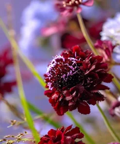 Scabiosa Black Knight Seeds - 50 Count - Deep Purple-Black Blooms - Image 3