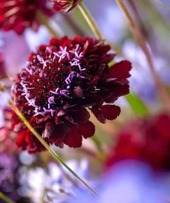 Scabiosa Black Knight Seeds – 50 Count – Deep Purple-Black Blooms – Attracts Pollinators - Image 4