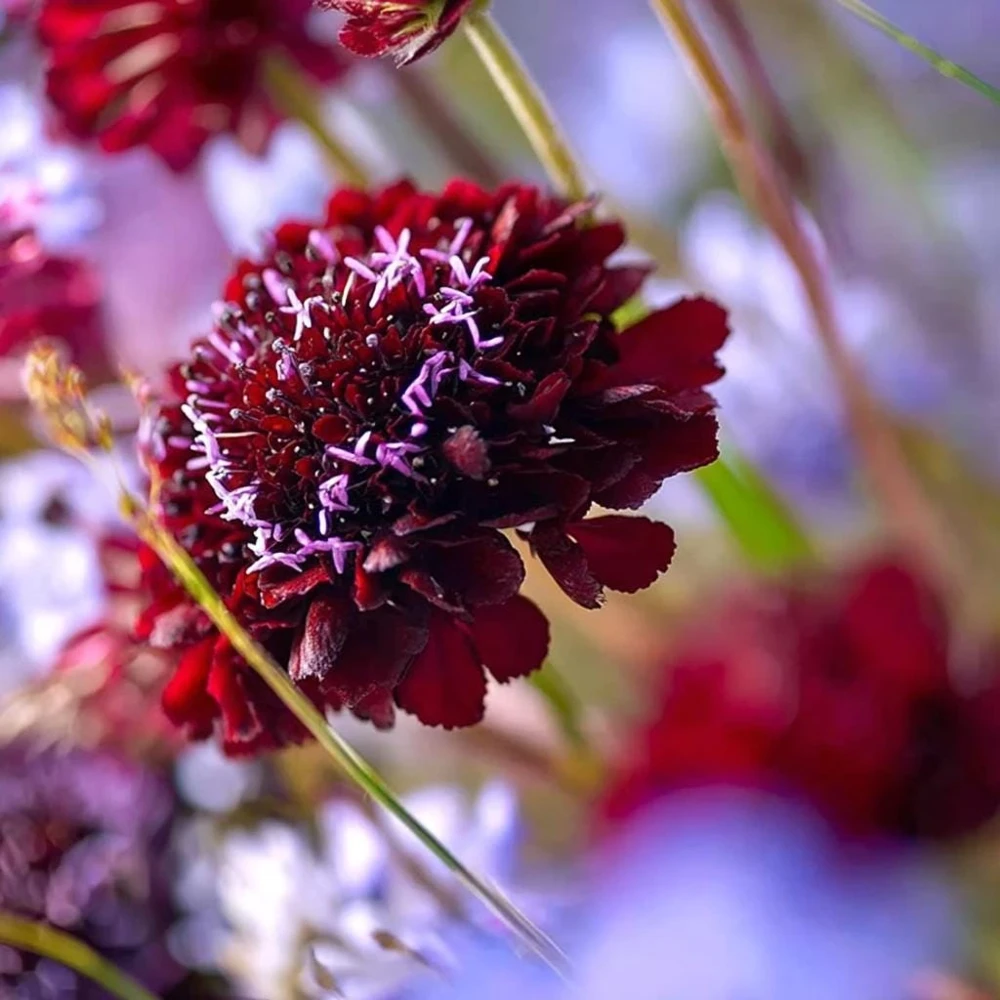 Scabiosa Black Knight Seeds – 50 Count – Deep Purple-Black Blooms – Attracts Pollinators - Image 4
