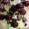 Scabiosa Black Knight Seeds – 50 Count – Deep Purple-Black Blooms – Attracts Pollinators - Image 1