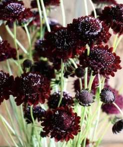 Scabiosa Black Knight Seeds - 50 Count - Deep Purple-Black Blooms - Image 1