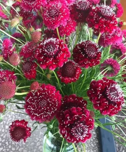 Scabiosa Fire King Seeds – 50 Seeds – Vibrant Red & Yellow Blooms – Attracts Pollinators - Image 2