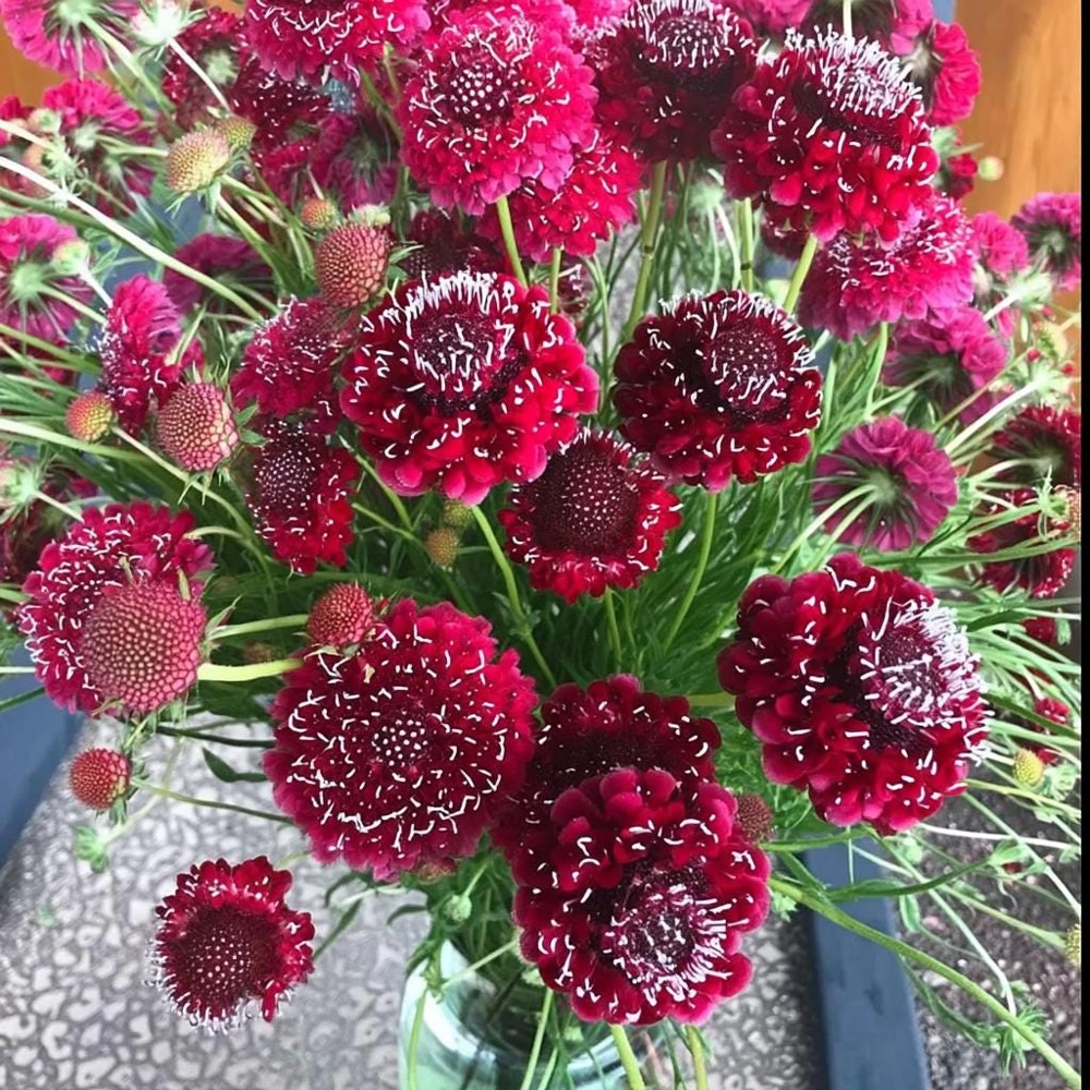 Scabiosa Fire King Seeds – 50 Seeds – Vibrant Red & Yellow Blooms – Attracts Pollinators - Image 2