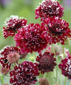 Scabiosa Fire King Seeds – 50 Seeds – Vibrant Red & Yellow Blooms – Attracts Pollinators - Image 1