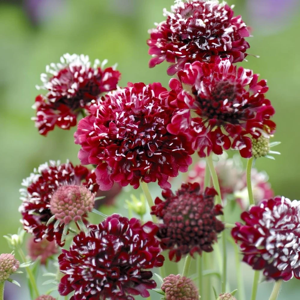 Scabiosa Fire King Seeds – 50 Seeds – Vibrant Red & Yellow Blooms – Attracts Pollinators - Image 1