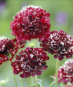 Scabiosa Fire King Seeds – 50 Seeds – Vibrant Red & Yellow Blooms – Attracts Pollinators - Image 3