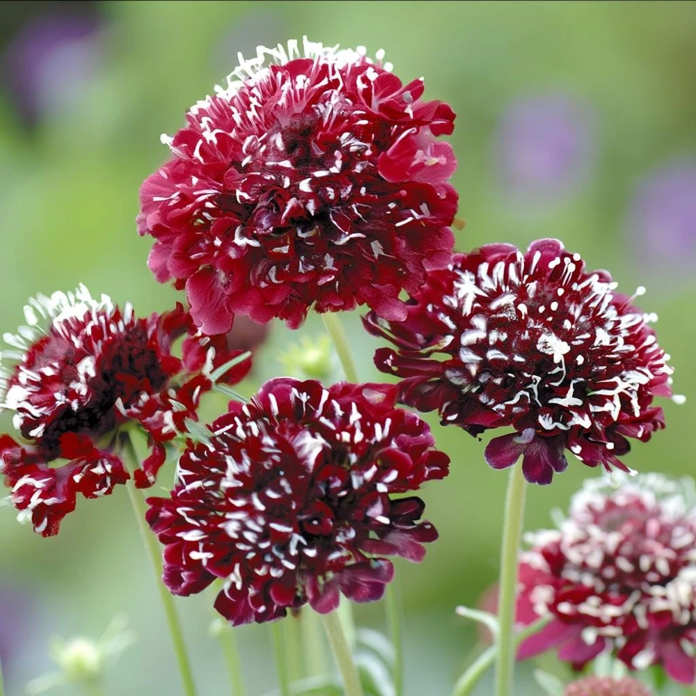 Scabiosa Fire King Seeds – 50 Seeds – Vibrant Red & Yellow Blooms – Attracts Pollinators - Image 3