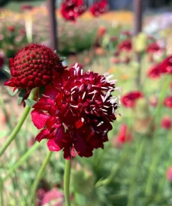 Scabiosa Fire King Seeds – 50 Seeds – Vibrant Red & Yellow Blooms – Attracts Pollinators - Image 4
