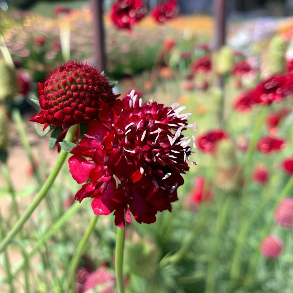 Scabiosa Fire King Seeds – 50 Seeds – Vibrant Red & Yellow Blooms – Attracts Pollinators - Image 4