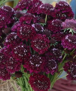 Scabiosa Merlot Red Seeds – 50 Count – Deep Red Blooms – Attracts Pollinators - Image 2
