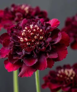 Scabiosa Merlot Red Seeds – 50 Count – Deep Red Blooms – Attracts Pollinators - Image 4