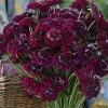 Scabiosa Merlot Red Seeds – 50 Count – Deep Red Blooms – Attracts Pollinators - Image 1