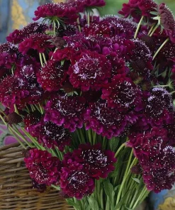 Scabiosa Merlot Red Seeds – 50 Count – Deep Red Blooms – Attracts Pollinators - Image 1