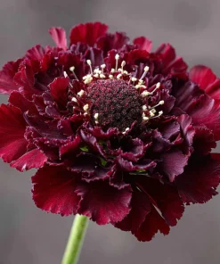 Scabiosa Merlot Red Seeds – 50 Count – Deep Red Pincushion Blooms – Attracts Pollinators - Image 3