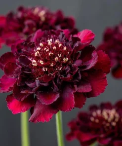 Scabiosa Merlot Red Seeds – 50 Count – Deep Red Pincushion Blooms – Attracts Pollinators - Image 4