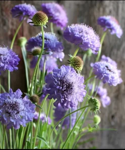 Scabiosa Oxford Blue Seeds - 50 Count | Soft Blue Flower Seeds for Pollinators - Image 2