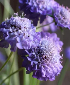 Scabiosa Oxford Blue Seeds - 50 Count | Soft Blue Flower Seeds for Pollinators - Image 3