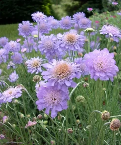 Scabiosa Oxford Blue Seeds - 50 Count | Soft Blue Flower Seeds for Pollinators - Image 4
