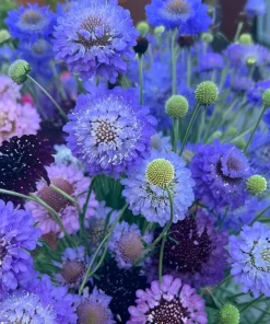 Scabiosa Oxford Blue Seeds - 50 Count | Soft Blue Flower Seeds for Pollinators - Image 5