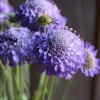 Scabiosa Oxford Blue Seeds - 50 Count | Soft Blue Flower Seeds for Pollinators - Image 1