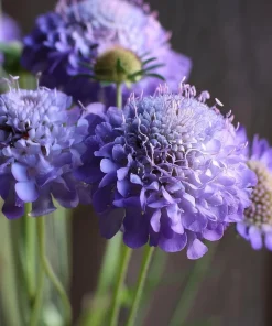 Scabiosa Oxford Blue Seeds - 50 Count | Soft Blue Flower Seeds for Pollinators - Image 1