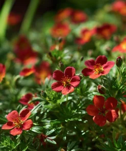 Scarlet Cinquefoil Seeds - 200 Heirloom Potentilla thurberi for Gardens - Image 2