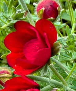 Scarlet Cinquefoil Seeds - 200 Heirloom Potentilla thurberi for Gardens - Image 3