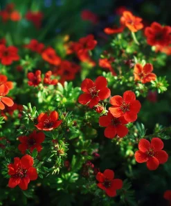 Scarlet Cinquefoil Seeds - 200 Heirloom Potentilla thurberi for Gardens - Image 4
