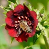 Scarlet Cinquefoil Seeds - 200 Heirloom Potentilla thurberi for Gardens - Image 1