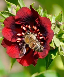 Scarlet Cinquefoil Seeds - 200 Heirloom Potentilla thurberi for Gardens - Image 1