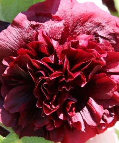 Scarlet Double Hollyhock Seeds - 25 Alcea Rosea Flower Seeds Perennial - Image 10