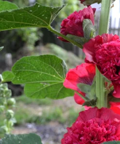 Scarlet Double Hollyhock Seeds - 25 Alcea Rosea Flower Seeds Perennial - Image 11