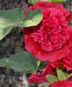 Scarlet Double Hollyhock Seeds - 25 Alcea Rosea Flower Seeds Perennial - Image 2